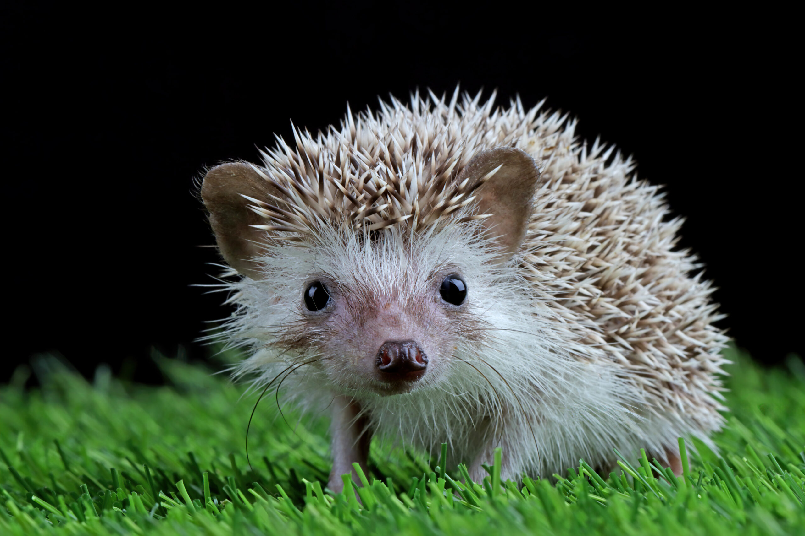 cute-baby-hedgehog-closeup-grass-with-black-background