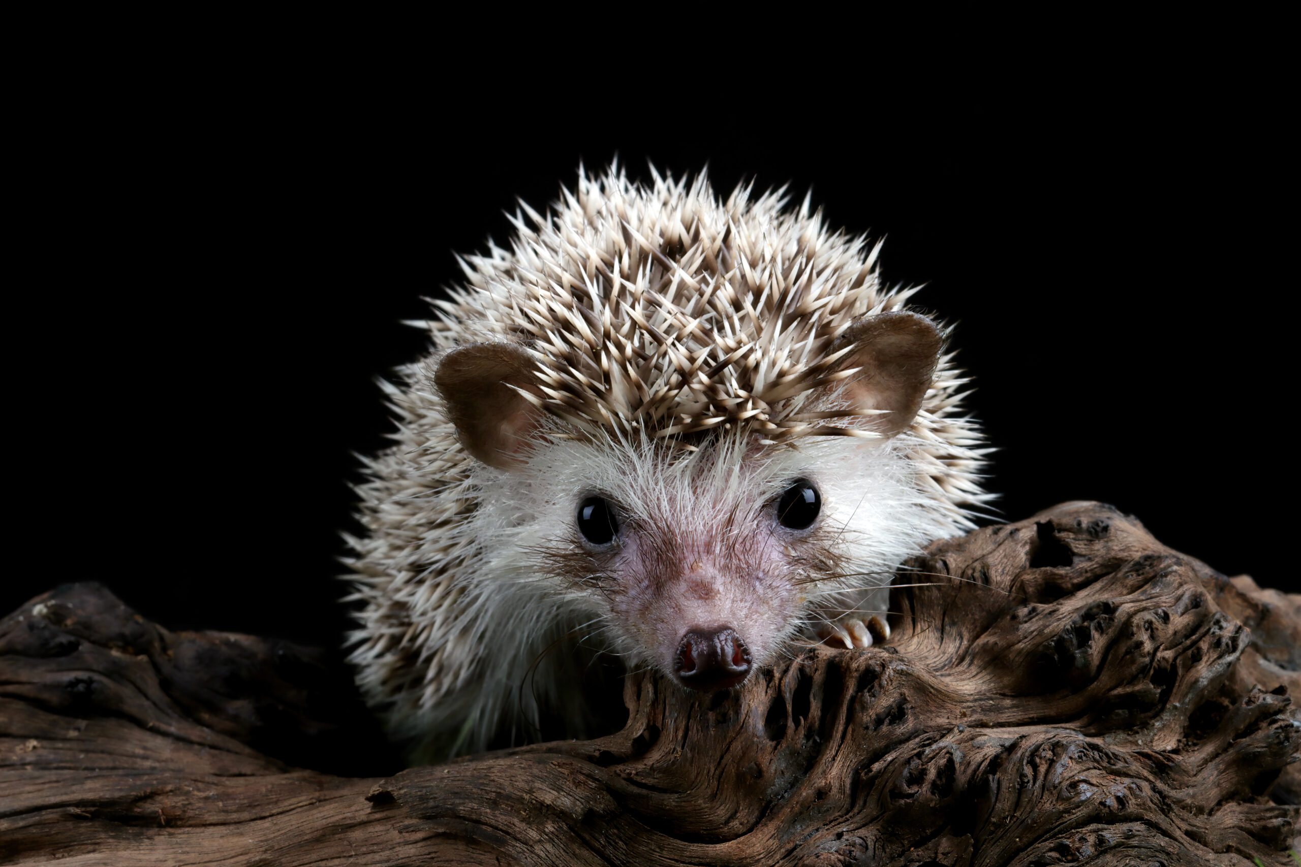 cute-baby-hedgehog-closeup-wood-with-black-background