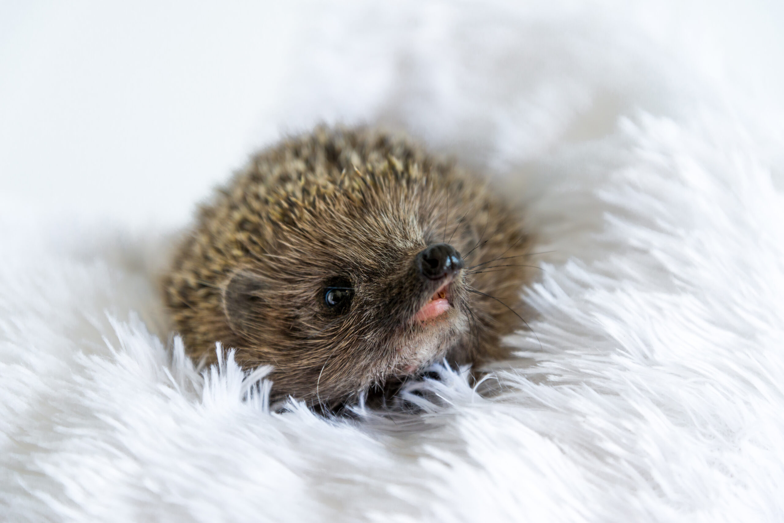 Cute happy wild hedgehog lying on soft blanket and smiling on a white background. Prickly animal resting and posing on bed. Protection and domestication of forest animals. Space for text. Copy space.