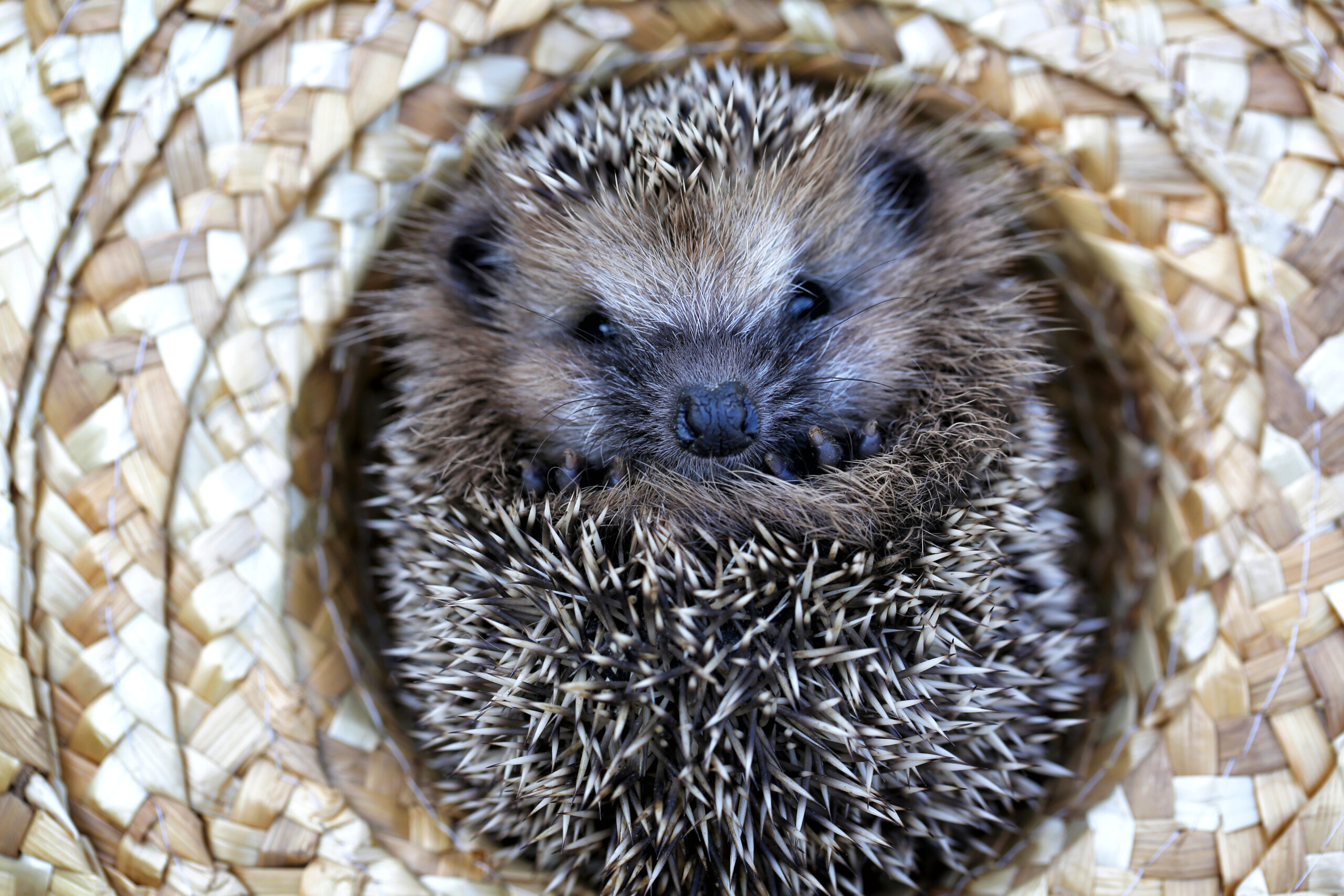 hedgehog in a straw hat autumn