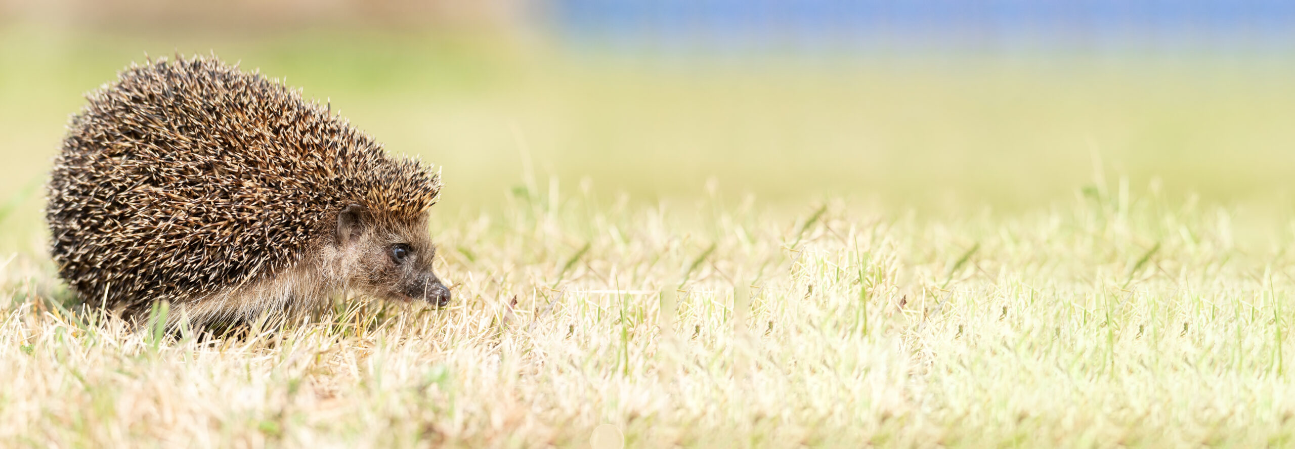 little cute hedgehog in the garden in the green grass