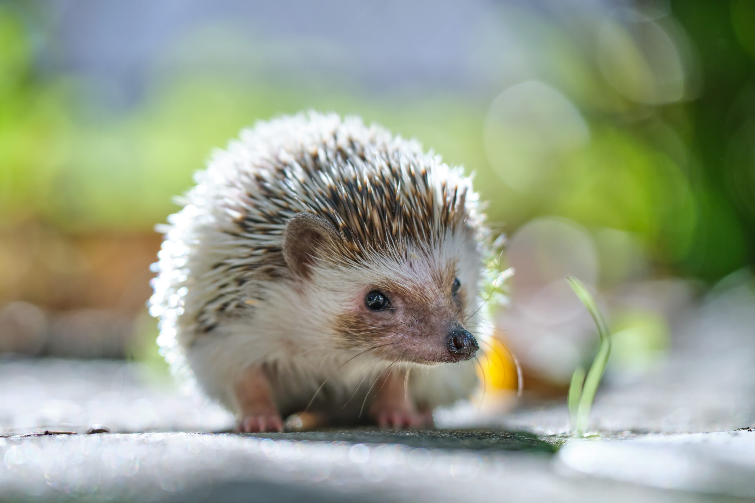 Small african hedgehog pet on green grass outdoors on summer day. Keeping domestic animals and caring for pets concept.